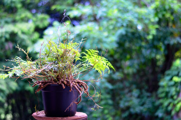 fern growing in black bowl with blurred background of green trees