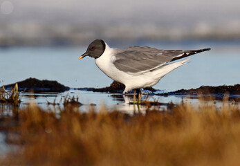 Sabine's Gull, Xema sabini