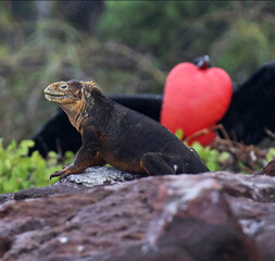 Magnificent Frigatebird, Fregata magnificens
