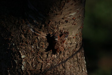 Cicada mating