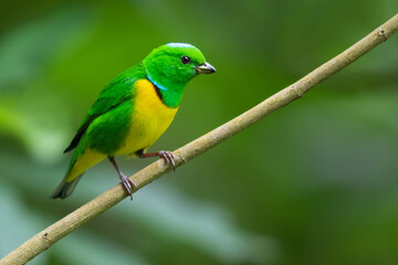 Blue-crowned Chlorophonia, Chlorophonia occipitalis