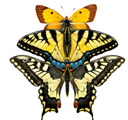 Exotic butterflies isolated on white. Common yellow swallowtail, Papilio machaon. Common Clouded Yellow butterfly, Colias crocea, Pieridae.Lepidoptera. Isolated on white