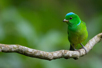 Blue-crowned Chlorophonia, Chlorophonia occipitalis