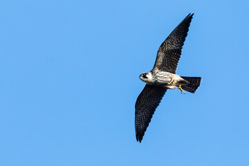 Eurasian Hobby, Falco subbuteo