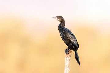 Dwergaalscholver, Pygmy Cormorant, Phalacrocorax pygmeus