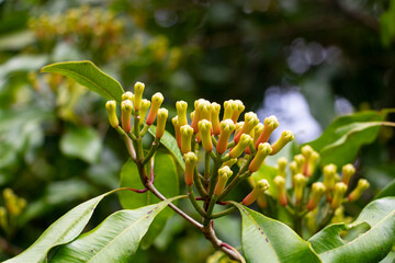 still closed flower buds of the clove tree