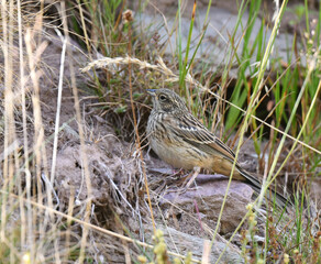 Rock Bunting, Emberiza cia