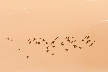Steltkluut, Black-winged Stilt, Himantopus himantopus