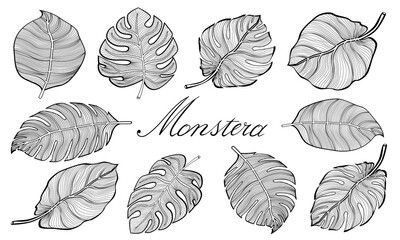 Set of tropical monstera leaves. Vector illustration