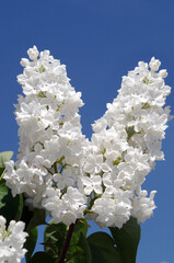 branch of white lilac flowers with the leaves on blue sky background