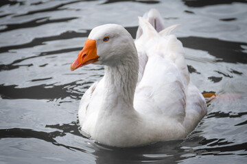 white goose in the water