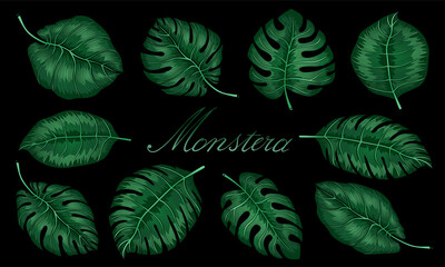 Fototapeta na wymiar Green leaves of Monstera plant growing in wild, the tropical forest plant, evergreen vine on black background. Set of tropical monstera leaves. Vector illustration
