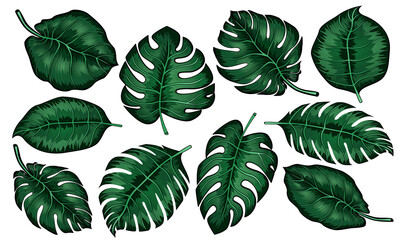 Set of tropical monstera leaves isolated on white background. vector illustration.