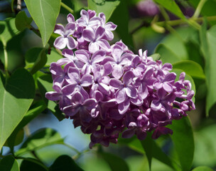 branch of lilac flowers with the leaves on floral background