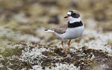 Semipalmated Plover, Charadrius semipalmatus
