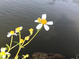 beautiful white bidens pilosa flowers blooming in garden