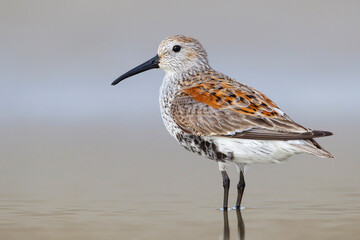 American Dunlin, Calidris alpina pacifica/hudsonia