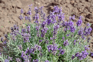 blooming purple lavender on brown ground background