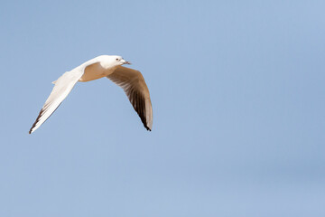 Dunbekmeeuw, Slender-billed Gull, Chroicocephalus genei