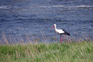 stork walks along the river in search of food
