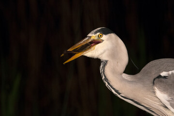 Grey Heron, Ardea cinerea