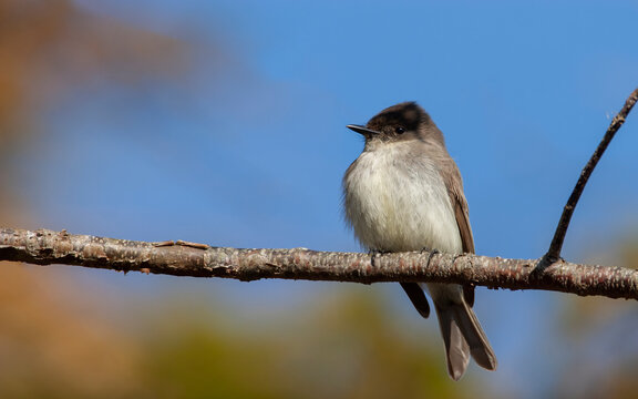 Eastern Phoebe, Sayornis phoebe