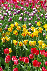 beautiful multicolored tulips in spring time