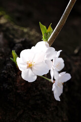 東京都板橋区の石神井川の桜の花が咲く春の風景