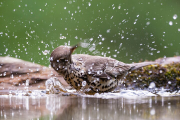 Grote Lijster, Mistle Thrush, Turdus viscivorus