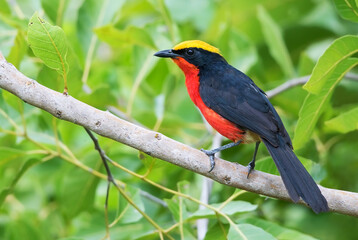 Yellow-crowned Gonolek, Laniarius barbarus