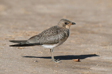 Collared Pratincole, Glareola pratincola