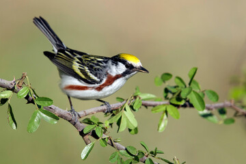Chestnut-sided Warbler, Setophaga pensylvanica