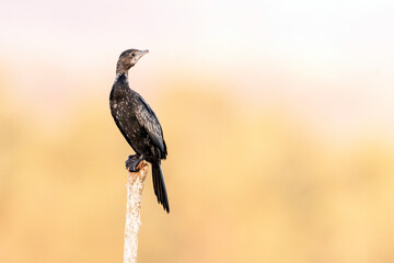 Dwergaalscholver, Pygmy Cormorant, Phalacrocorax pygmeus