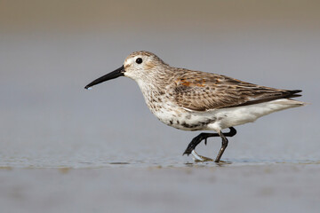 American Dunlin, Calidris alpina pacifica/hudsonia