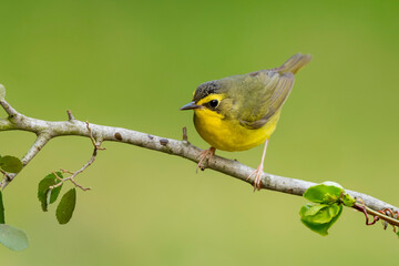 Kentucky Warbler, Geothlypis formosa