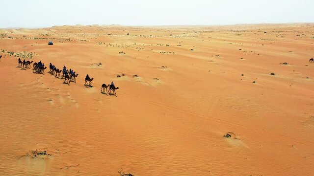 Aerial view of nomads riding camels in Sahara desert of Morocco - orbit, drone shot