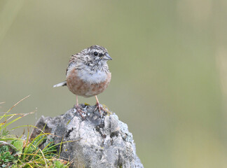 Rock Bunting, Emberiza cia