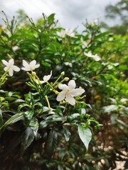 Fototapeta premium white flowers in the garden