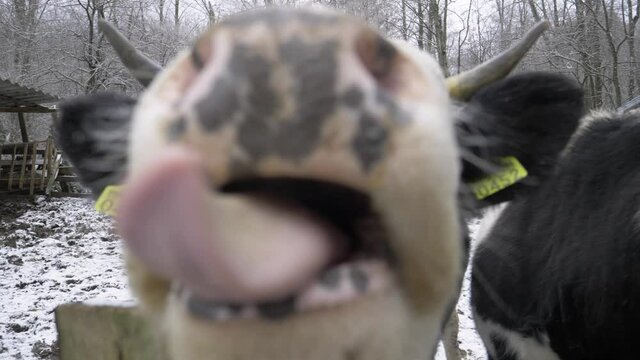 We have in the picture two cows. One of them approaches the camera and sticks his tongue out of his mouth and wants to lick the camera. The cow is white with black spots and a very long tongue