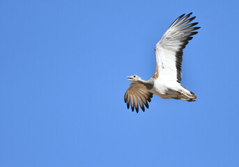 Great Bustard, Otis tarda