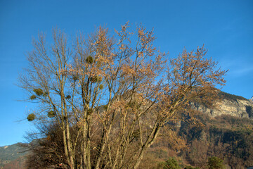 Herbststimmung in Balzers in Liechtenstein 17.11.2020