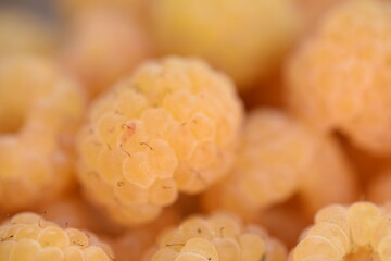 yellow raspberries healthy juicy delicious and natural self health