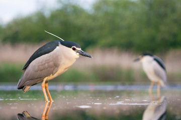 Black-crowned Night Heron, Nycticorax nycticorax