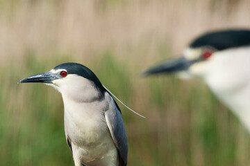 Black-crowned Night Heron, Nycticorax nycticorax