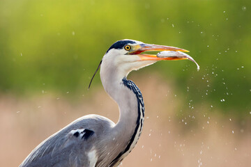 Grey Heron, Ardea cinerea