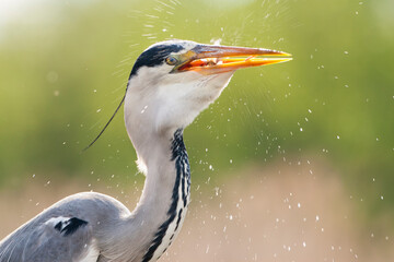 Grey Heron, Ardea cinerea