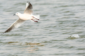 Dunbekmeeuw, Slender-billed Gull, Chroicocephalus genei