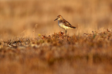 Western Sandpiper, Calidris mauri