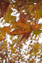 leaves in autumn