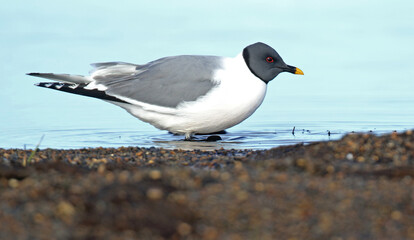 Sabine's Gull, Xema sabini